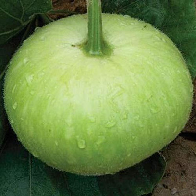 KNESSiN Lauki Round Bottle Gourd Seeds-[25gm] Seed(100 per packet)