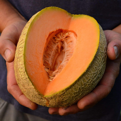 Qualtivate PUAS-3A Muskmelon Heirloom & Open-Pollinated Seed(200 per packet)