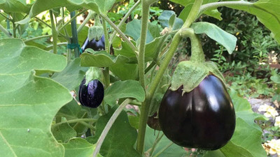BDSresolve Brinjal seeds for planting PACK OF 63 Seed(63 per packet)