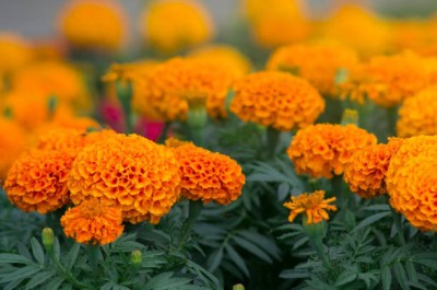 Mozette marigold,gende ka phool seeds Seed(22 per packet)