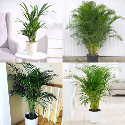 ibains Areca palm indoor live plant seeds for tree biij 40 Seed(40 per packet)