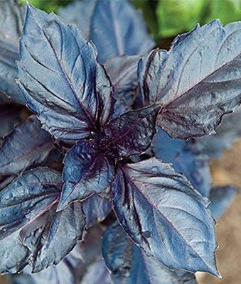 WILLVINE LXI-8 Basil, Purple Ruffles Herb Seeds Seed(2000 per packet)