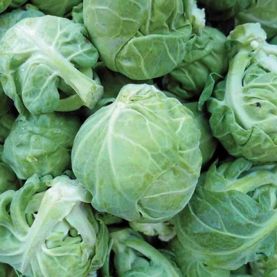 WILLVINE MAH -VI Catskill Brussels Sprouts Seeds for Planting [2.5g] Seed(750 per packet)