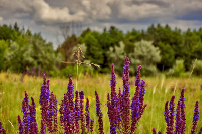 VibeX GBPUT-61 - Sage (Salvia Officinalis) - (150 Seeds) Seed(150 per packet)