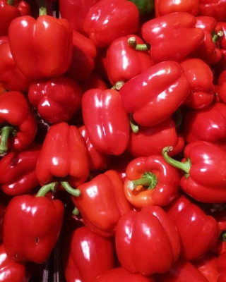 VASUDHA Shimla Mirch/Capsicum/Bell Pepper Seed(100 per packet)