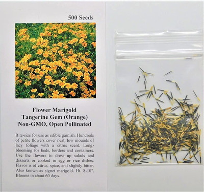 CYBEXIS LXI-39 - Marigold Tangerine Gem (Orange) - (750 Seeds) Seed(750 per packet)