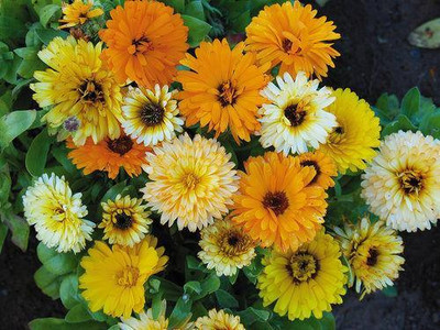 LIFELEX Calendula Double Mixed Color Flower Hybrid Seed(49 per packet)