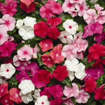 CORUS Vinca rosea mixed Seed(150 per packet)