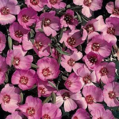 CYBEXIS Clarkia speciosa 'Pink Buttercups' / Hardy Annual/Seeds Seed(50 per packet)