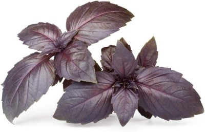 VibeX ® LXI-15 Dark Opal Purple Basil Seeds Seed(1000 per packet)