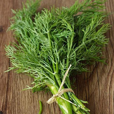 VibeX TLX-41 - Bouquet Dill Non-GMO - (250 Seeds) Seed(250 per packet)