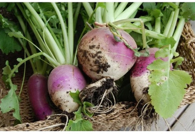 MYLAWN Purple Turnip - Top White Globe Seed(1200 per packet)