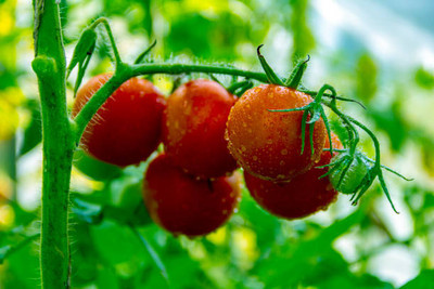 EMKOT tomato Seed(110 per packet)