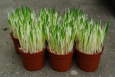 Qualtivate NDIR-82 Hard Red Winter Wheat Seed(2000 per packet)