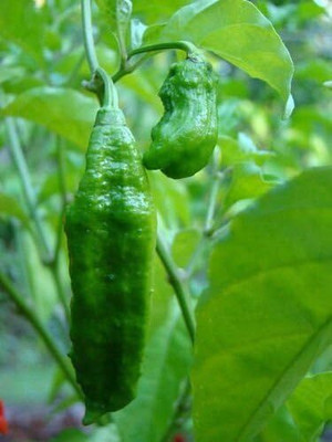 Qualtivate HYB-2A GHOST HOTTEST Naga Bhut Jolokia Cobra Chilli Seed(300 per packet)