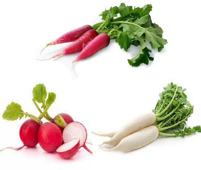 YI Saler Combo Organic Seeds of 3 Radish, White Radish Red Long Radish Red Round Radish Seed(45 per packet)