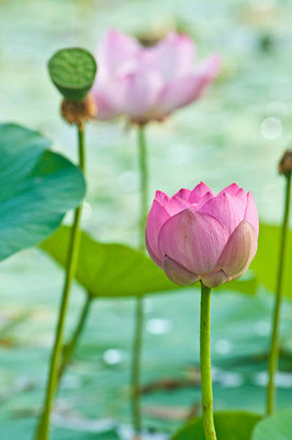 Sampada lotus,kamal gatta Seed(14 per packet)