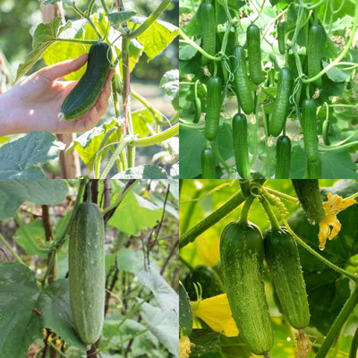 ibains Khira vegetable plant seed cucumber kakri seeds bij 40 Seed(40 per packet)