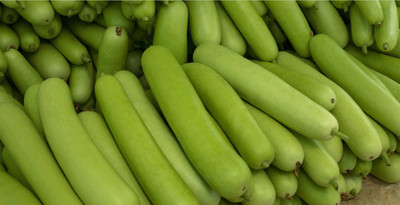 UGRA Long Bottle Gourd Seeds Seed(150 per packet)