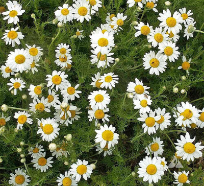 Qualtivate TLX-68 Roman Chamomile Seeds Seed(250 per packet)