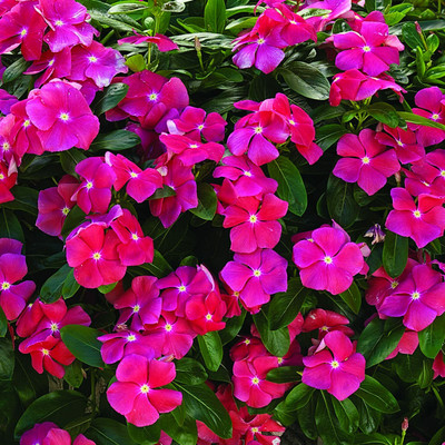 Aywal Hybrid Vinca Mixed Flower Seed(10 per packet)