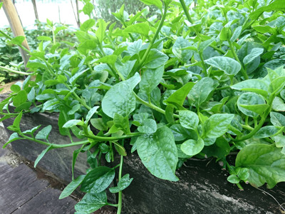 Pbevergreen Red Stem Vegetable Seeds - Malabar Spinach Flavorful Addition Seed(50 per packet)