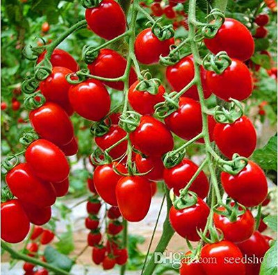 LPR tomato,tamatar Seed(100 per packet)