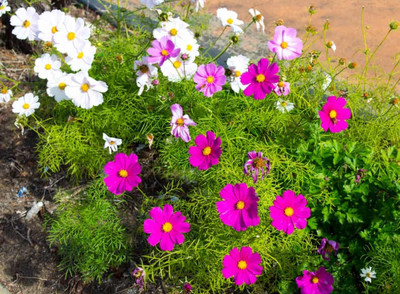 Quentova Cosmos Flower-3C-SNIG Seed(75 per packet)