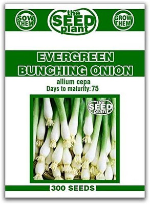 Qualtivate XXX-6A Evergreen Bunching Onion Seeds Seed(500 per packet)