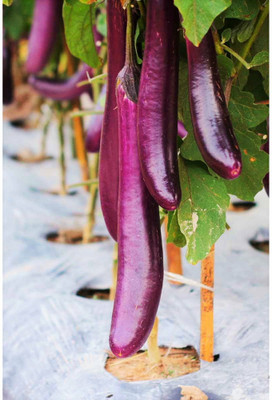 UGRA Purple Shine Chinese Eggplant Seed(400 per packet)