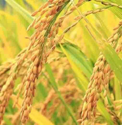 THAMMAR PUSA BASMATI - 1509 F1 HYBRIDE VARIETY PADDY / RICE1 KG SEEDS Seed(1 per packet)