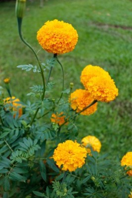 MAA marigold,gende ka phool Seed(30 per packet)