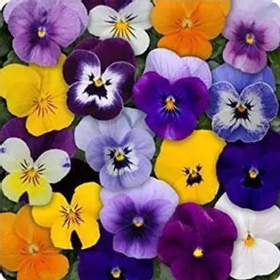 Aro Viola Seed(45 per packet)