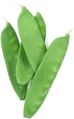CYBEXIS PUAS-43 - Oregon Sugar Pod II Snow Pea - (100 Seeds) Seed(100 per packet)
