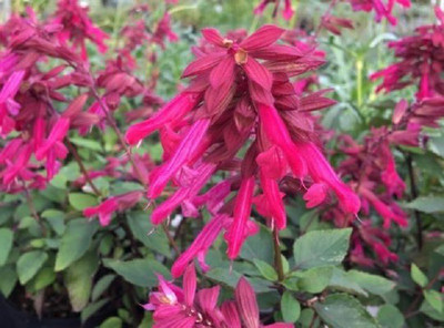 CYBEXIS Salvia, Wendy's Wish400 Seeds Seed(400 per packet)
