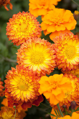 PlantaZee marigold/gende ka phool flower seeds Seed(75 per packet)