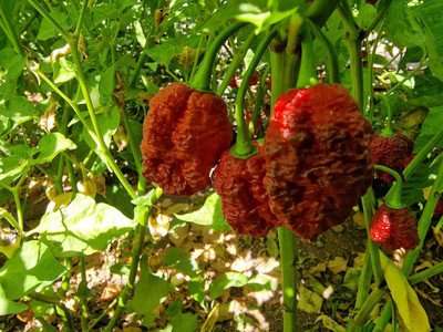 KNESSiN Hybrid Barrackpore 7 Pot Chilli Seeds For Gardening-(1200 Seeds) Seed(1200 per packet)