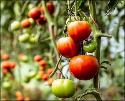 GREENSEA High Yielding Tomato Seeds for Home Gardening Seed(77 per packet)