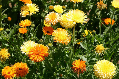 Aywal Calendula Hybrid Flower Seed(60 per packet)
