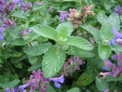 Qualtivate XL-55 Catnip Cat Mint Catwort Catswort Seed(1000 per packet)