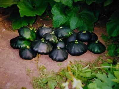 Qualtivate EXL-4AT Black Patty Pan Squash Scallop Zucchini Seed(30 per packet)