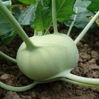 CYBEXIS Fast Germination Kohl Rabi - Korfu Seeds500 Seeds Seed(500 per packet)