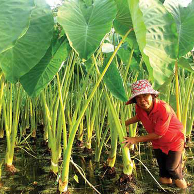 SREE taro seeds, kochu tree Seed(20 per packet)