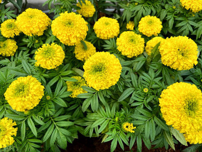 classic green earth marigold,gende ka phool seeds Seed(21 per packet)