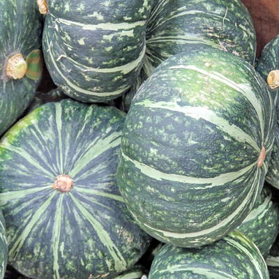Qualtivate PUAS-1A Burgess Buttercup Winter Squash Seed(30 per packet)