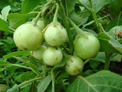 UGRA Vegetable Brinjal Seed(2000 per packet)