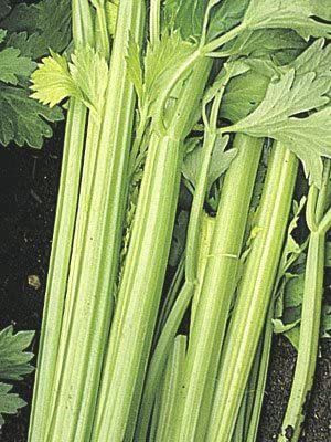 CYBEXIS KGF -88 - Giant Golden Pascal Celery - (250 Seeds) Seed(250 per packet)