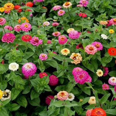 UGRA Zinnia Mix Seed(10 per packet)