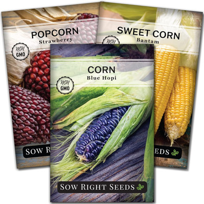 Qualtivate DXL-2AT Corn Collection -Strawberry,Popcorn,Sweet Bantam Seed(400 per packet)
