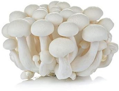 SUPRIKAM FLESHY MASHROOM FULL OF NUTRANT SPAWN/ Seed(113 per packet)